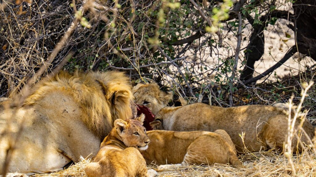 Agence de voyage safari tanzanie | Safari Radar