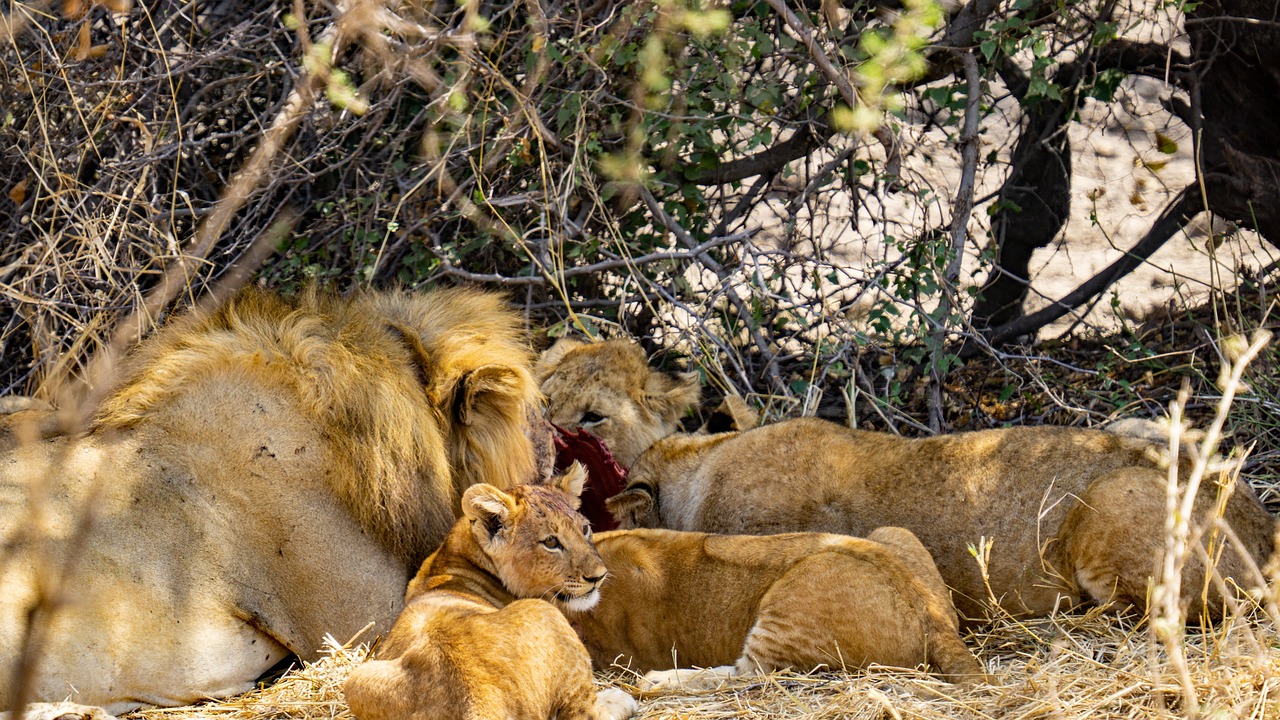agence de voyage safari tanzanie