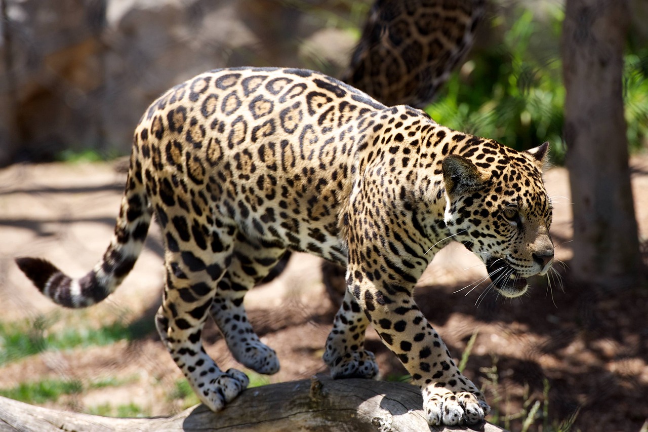 big five safari