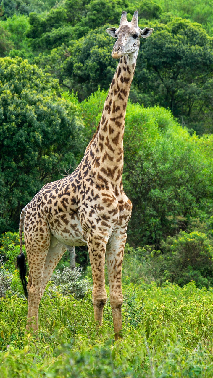 big five safari tanzanie