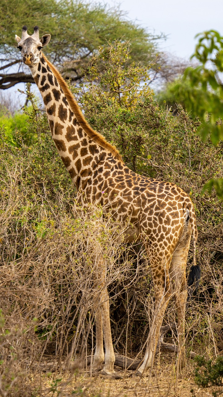 bon plan safari tanzanie