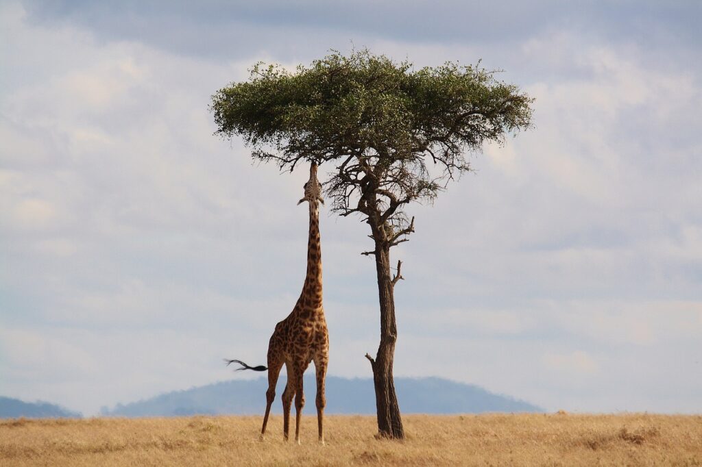 Cerza parc des safaris | Safari Radar