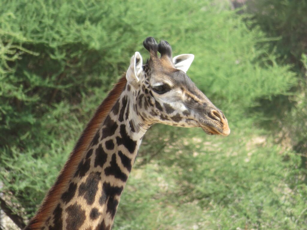 Circuit tanzanie zanzibar 10 jours | Safari Radar