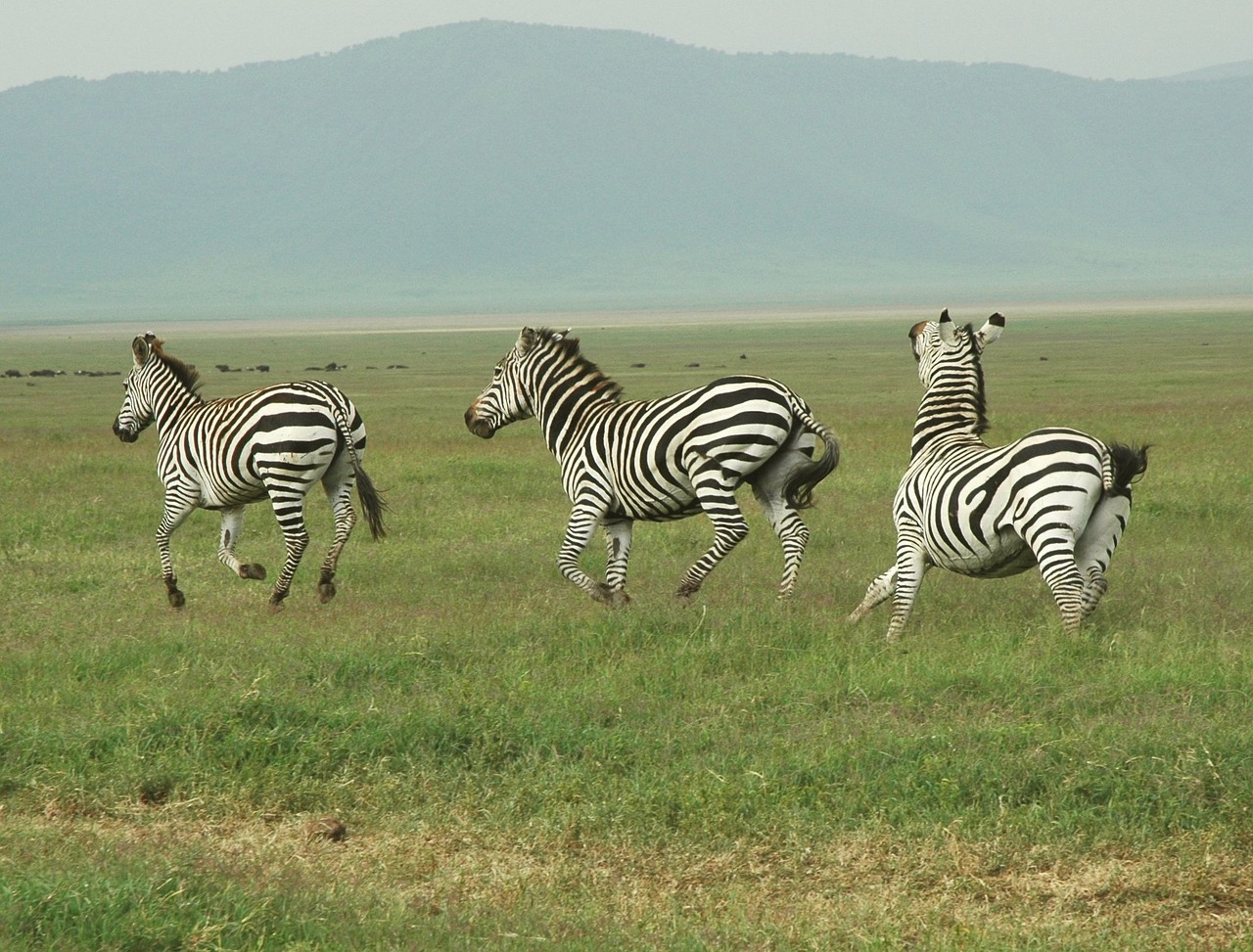 circuit touristique tanzanie safari serengeti