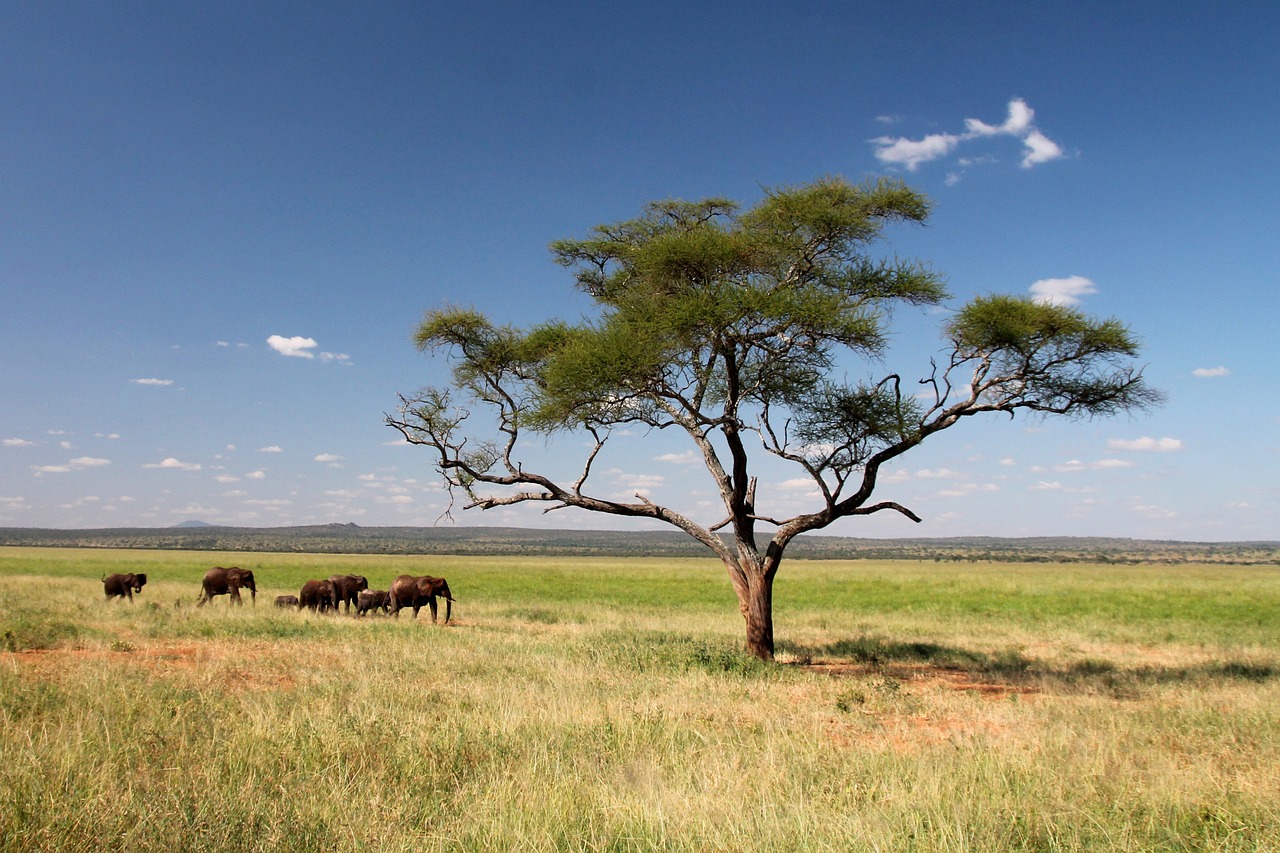 club med safari tanzanie