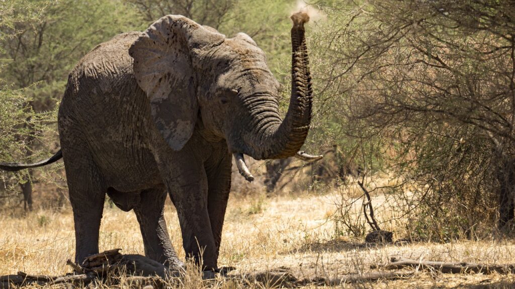 Combien d'heures de vol pour la tanzanie | Safari Radar