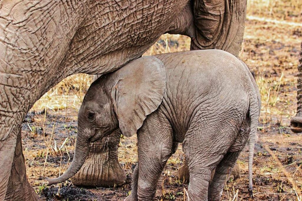 Combien de temps en tanzanie | Safari Radar