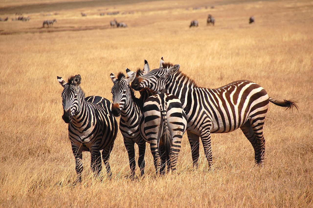 combiné safari tanzanie et séjour zanzibar