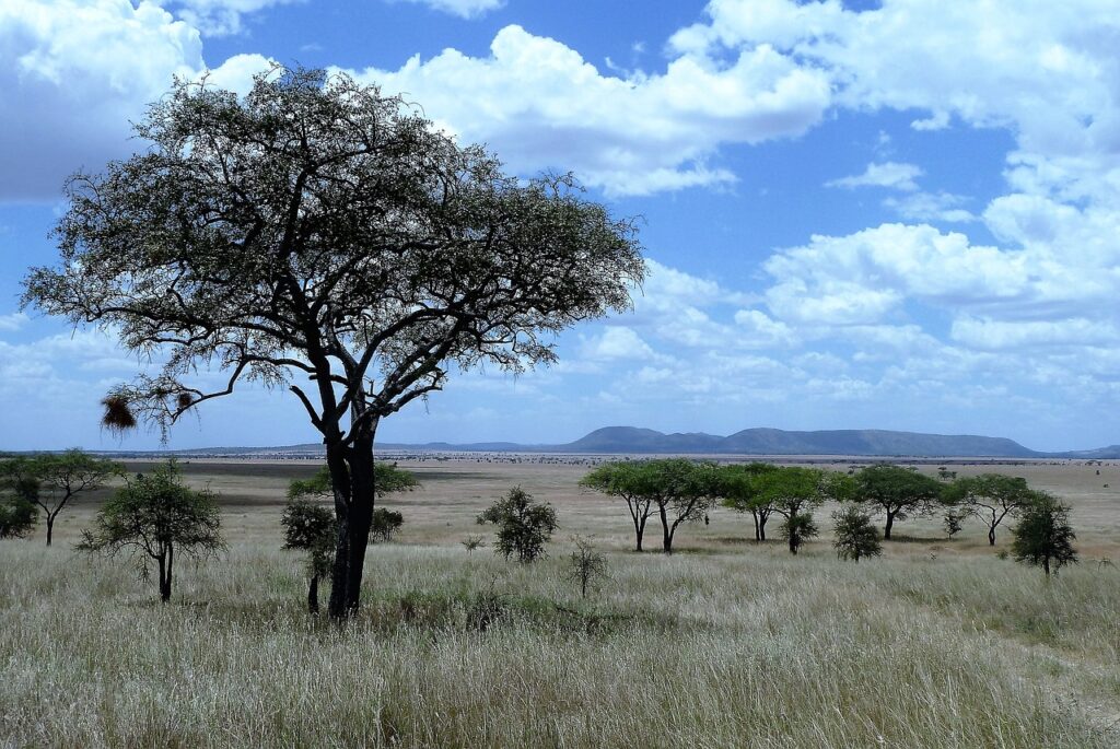 Comment s'appelle l'île au large de la tanzanie | Safari Radar
