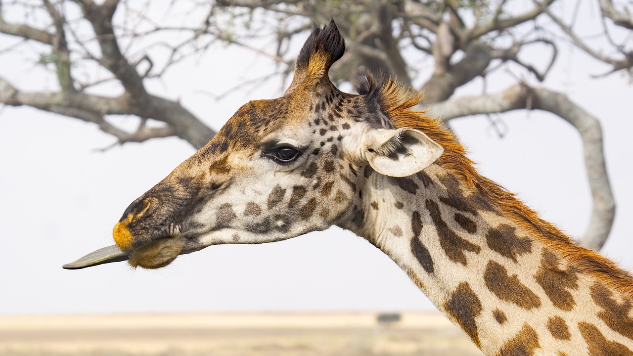 comment s'habiller pour safari tanzanie