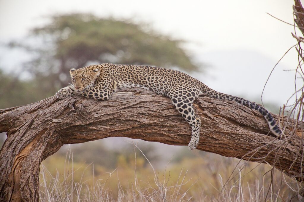 Comores safari | Safari Radar