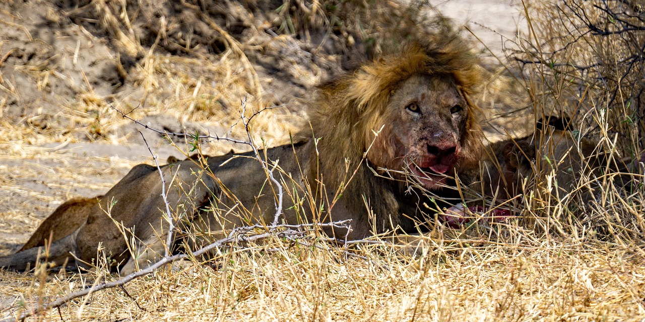 danger safari tanzanie