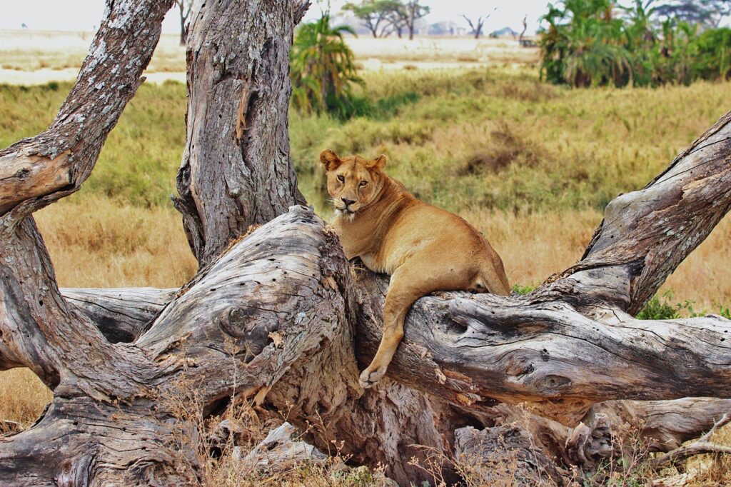 Dans quel continent se trouve la tanzanie | Safari Radar