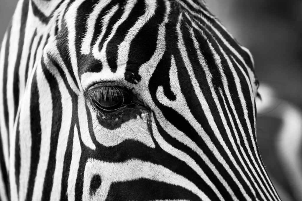 Dou3a safar | Safari Radar