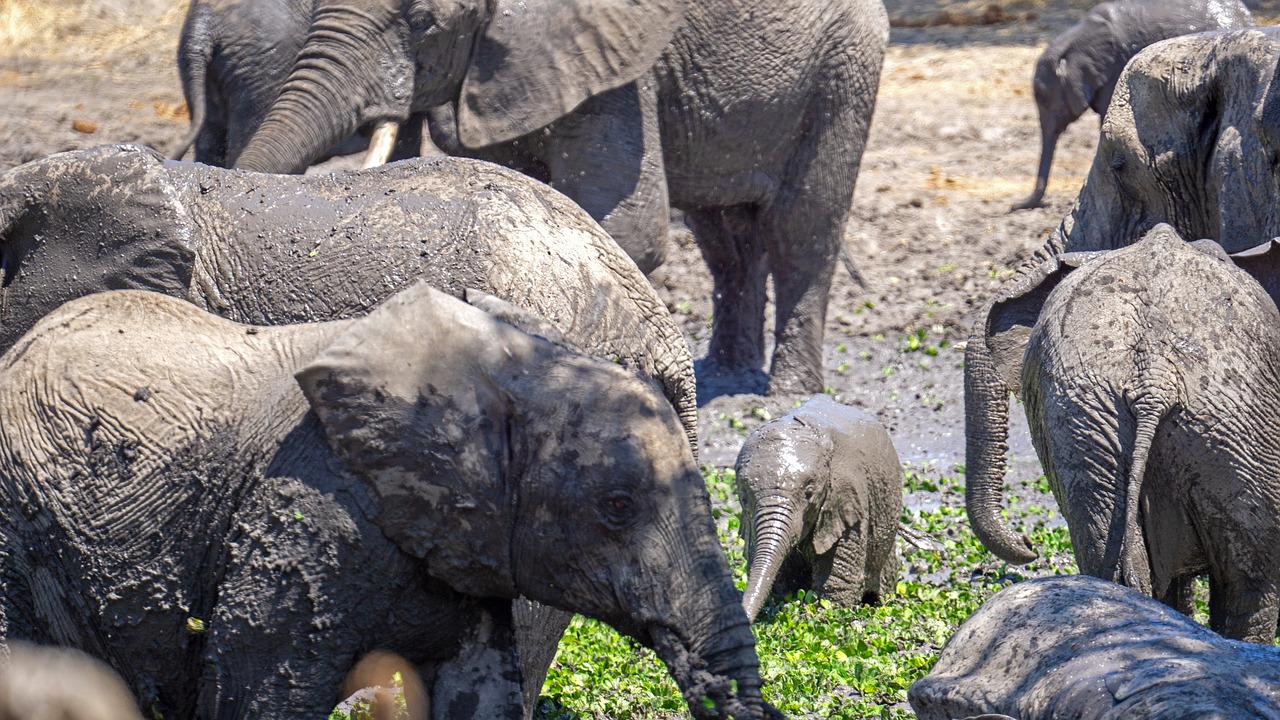 excursion safari tanzanie depuis zanzibar