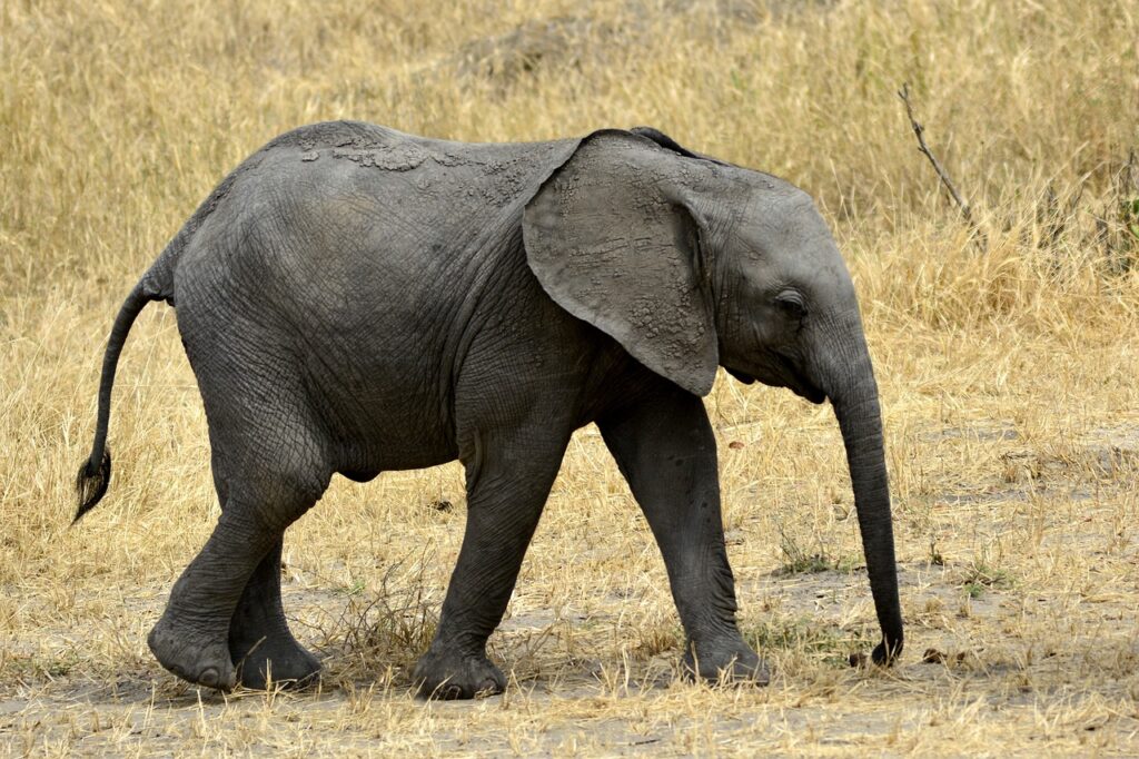 Faire un safari en tanzanie | Safari Radar