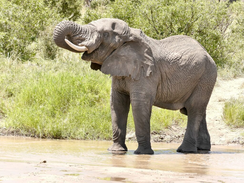 Fievre jaune tanzanie | Safari Radar