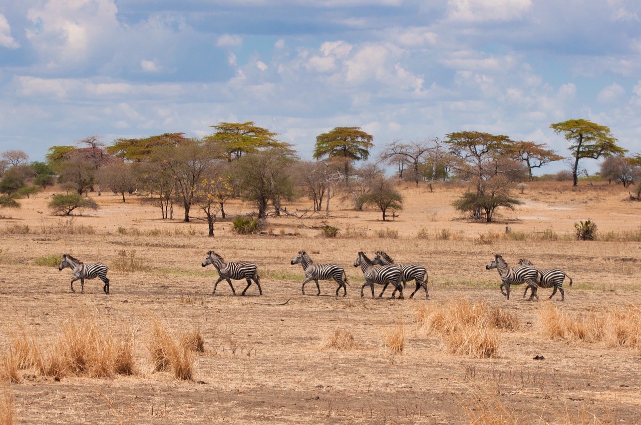 forum safari tanzanie