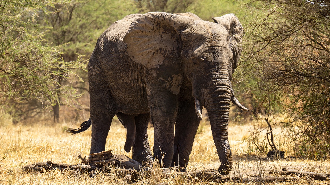il traverse la tanzanie