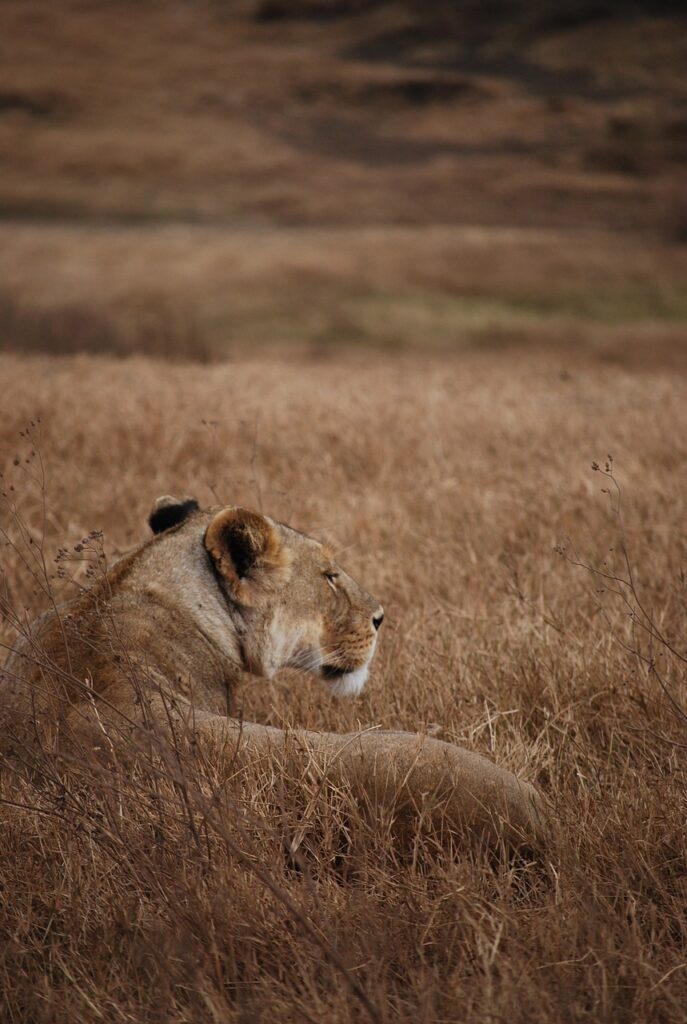 Kendwa tanzanie | Safari Radar