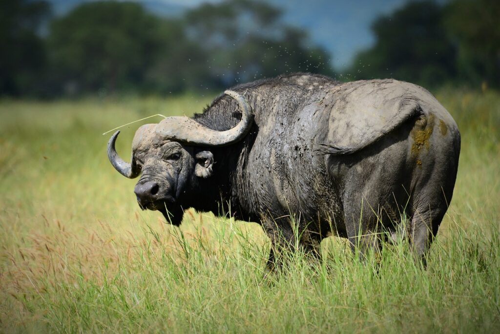 Kenya tanzanie le guide du safari faune et parcs | Safari Radar