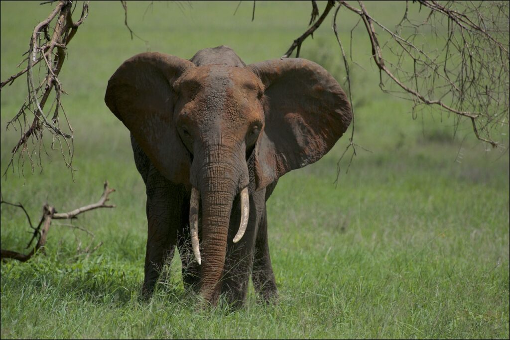 Lac manyara tanzanie | Safari Radar