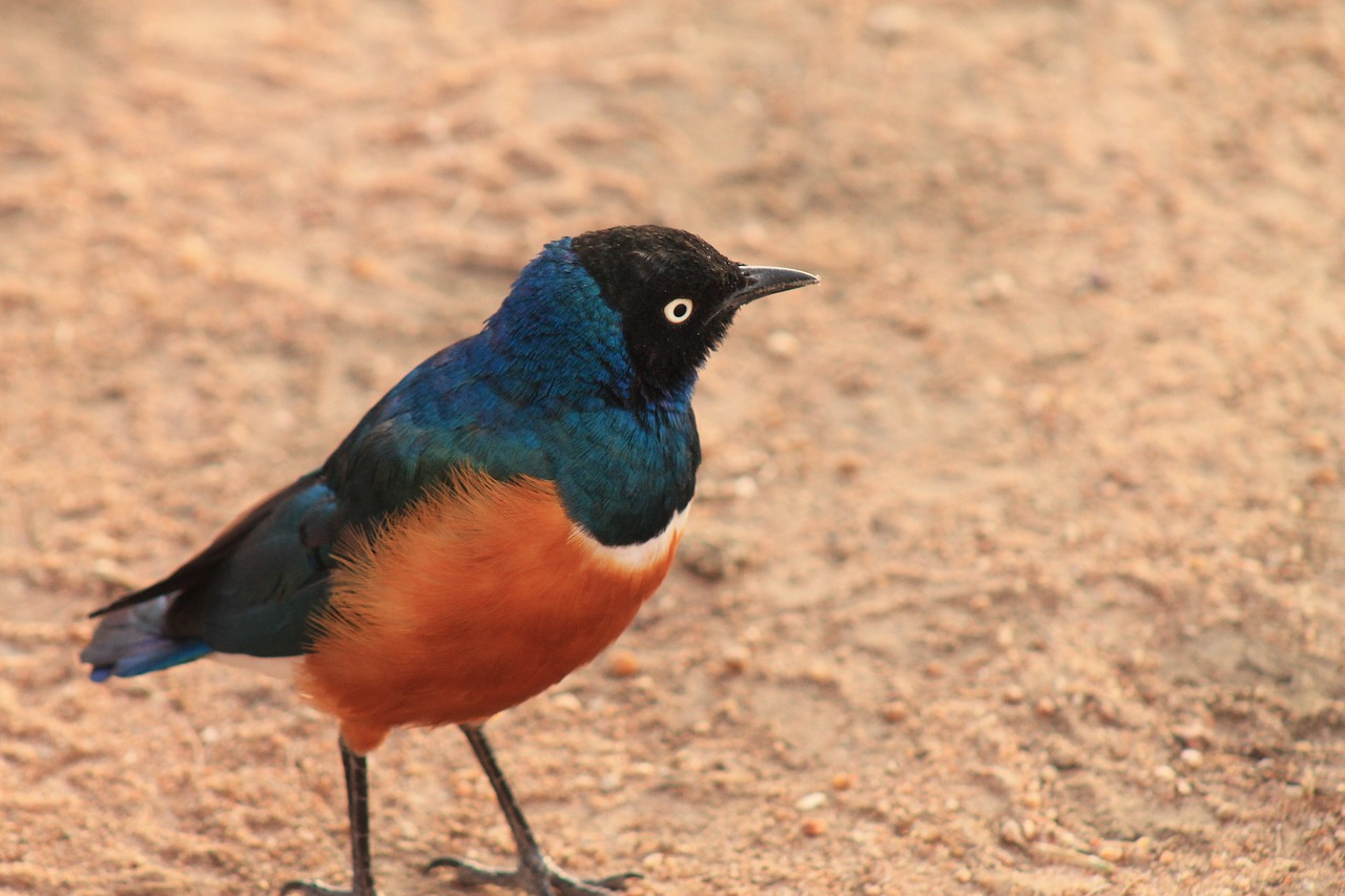 lac victoria tanzanie