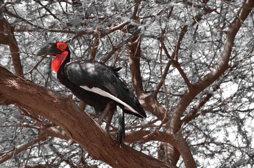 Lodge tanzanie | Safari Radar