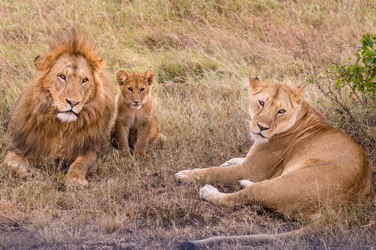 meilleur parc safari tanzanie