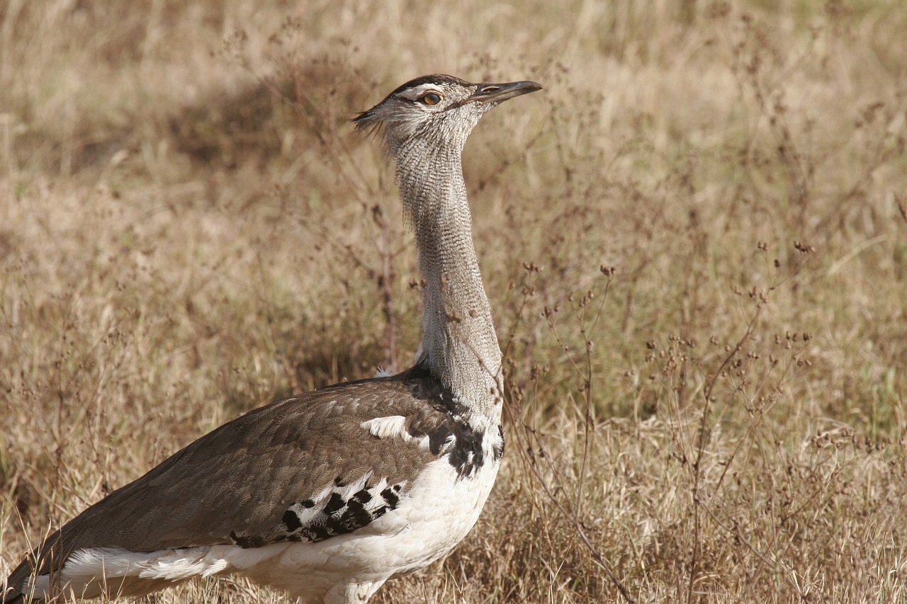 meilleure agence safari tanzanie