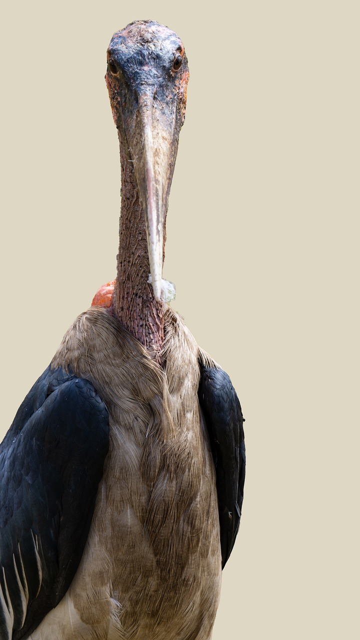 meilleure période safari tanzanie