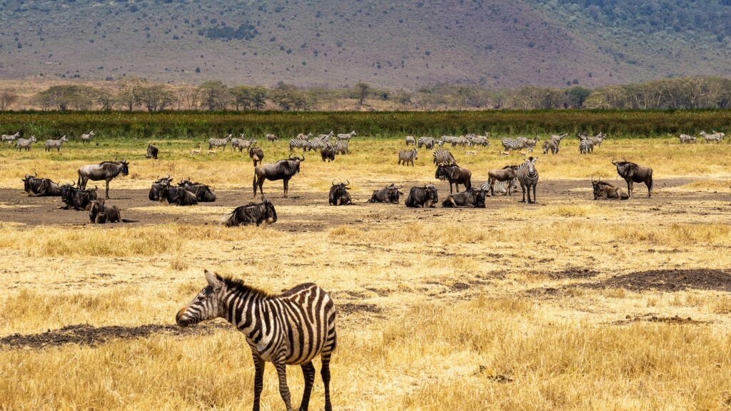 Meteo tanzanie mai | Safari Radar