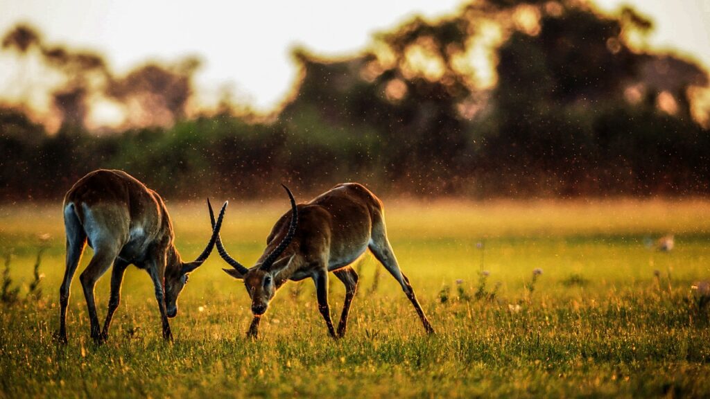 Mise a jour safari | Safari Radar