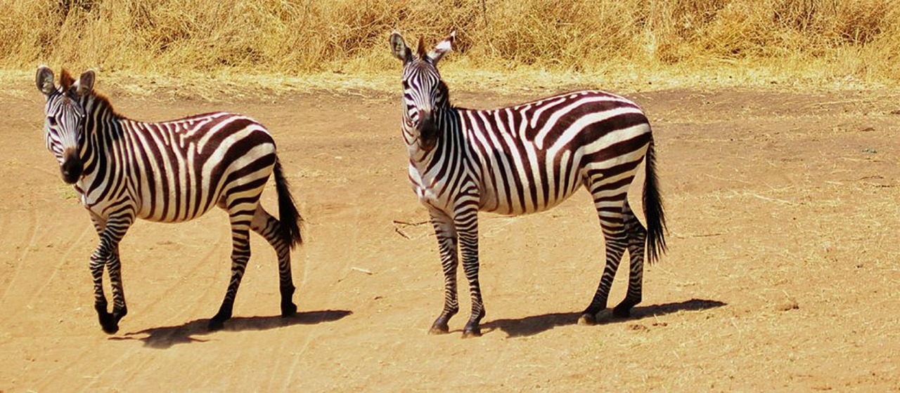 organiser safari tanzanie