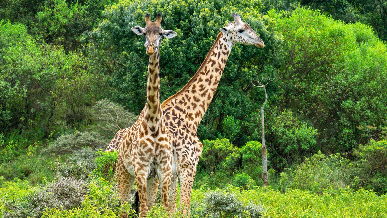 organiser un safari en tanzanie