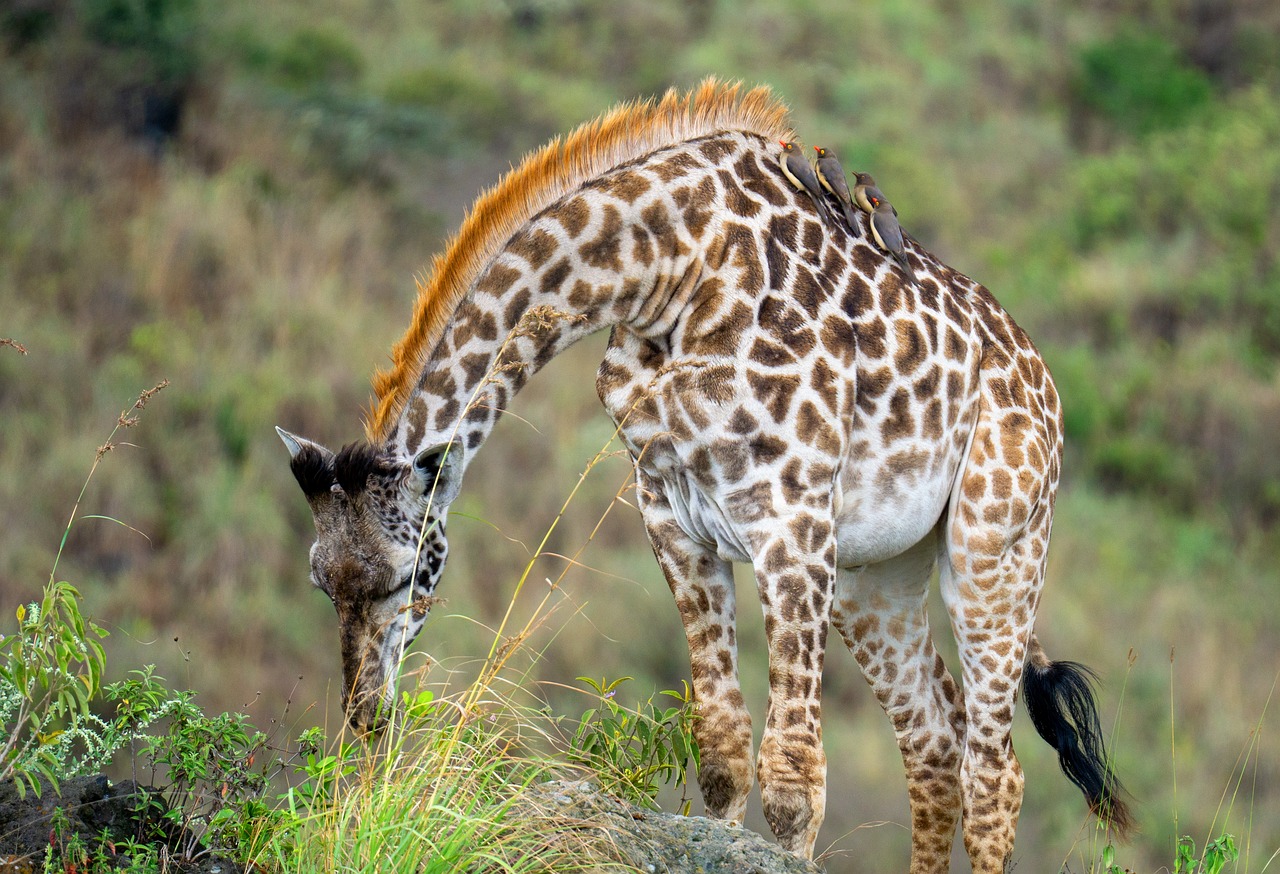 ou aller en tanzanie