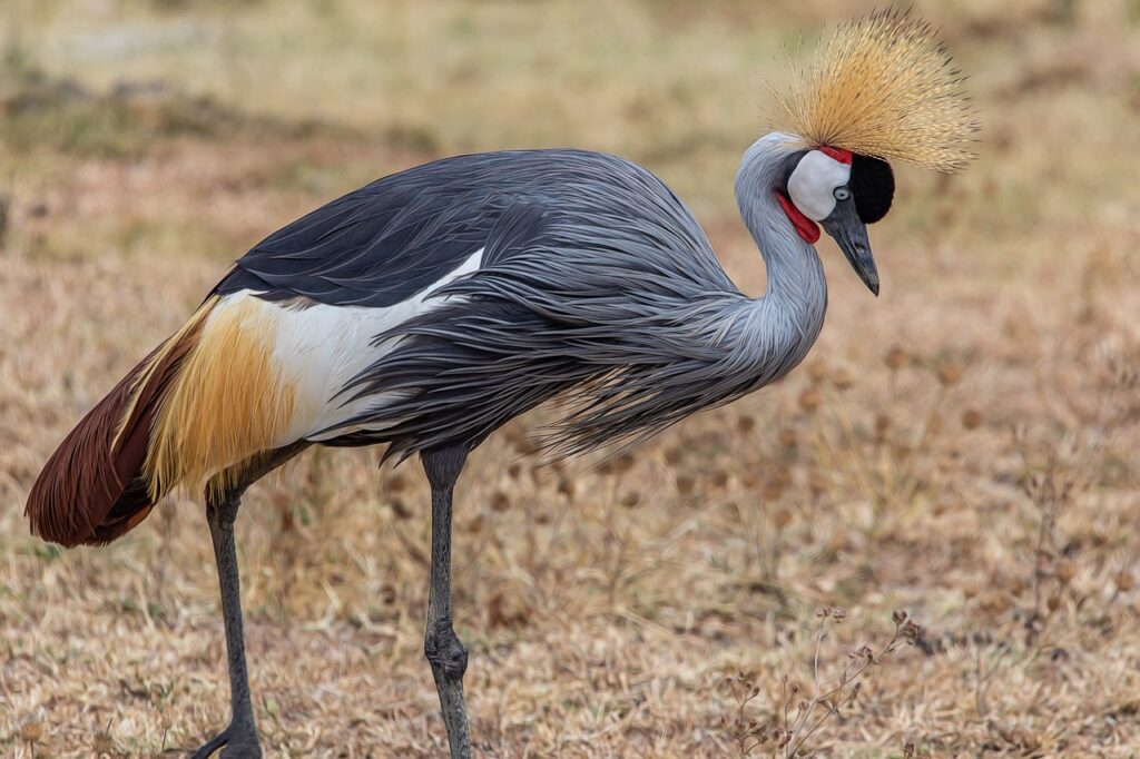 Où se situe la tanzanie | Safari Radar