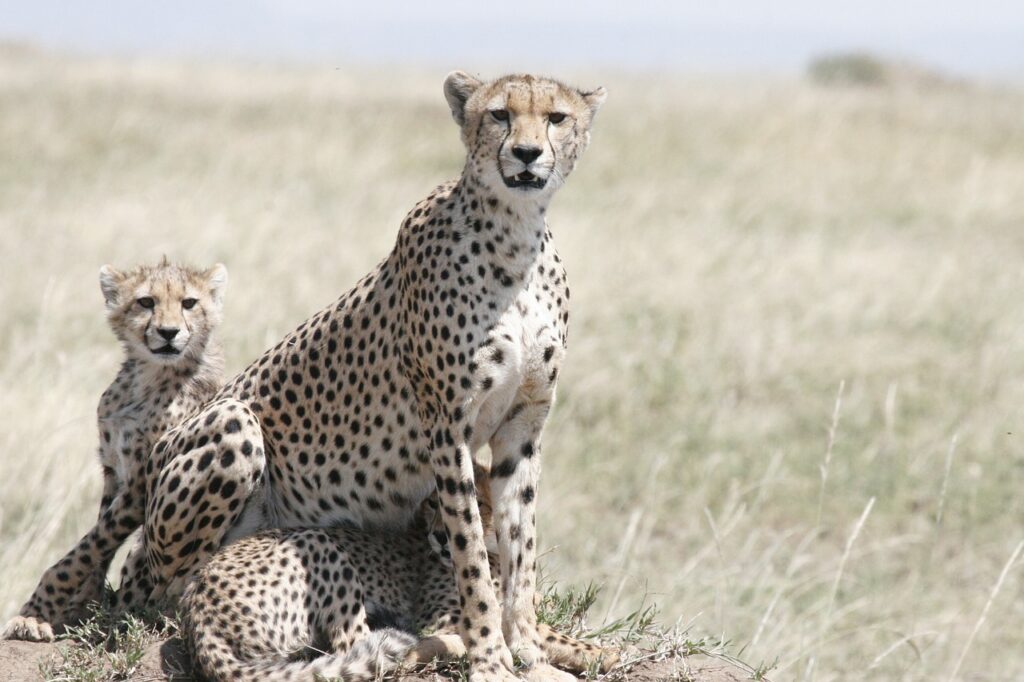Où se trouve zanzibar en tanzanie | Safari Radar