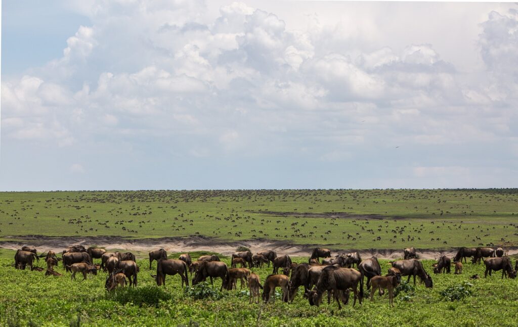 Paludisme tanzanie | Safari Radar