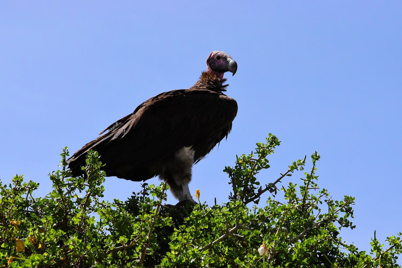 parc de tanzanie