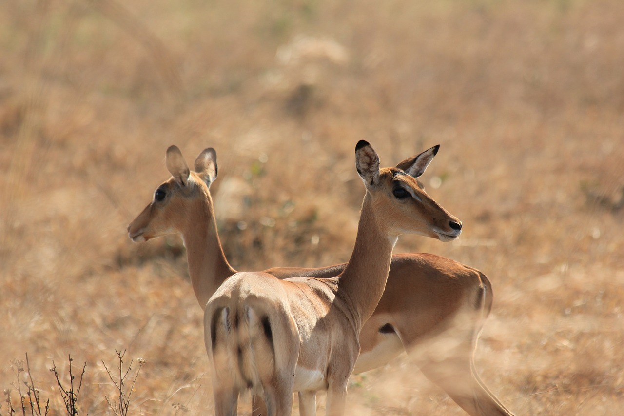 parc national tanzanie