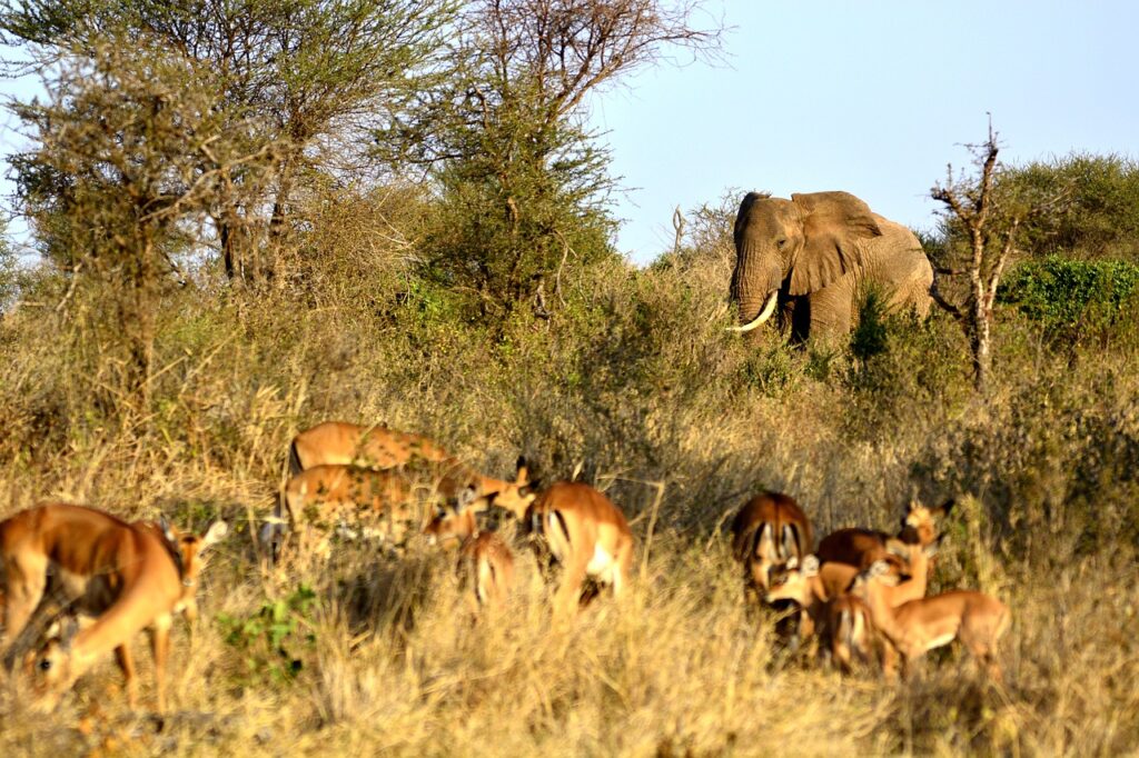Parc tanzanie serengeti | Safari Radar