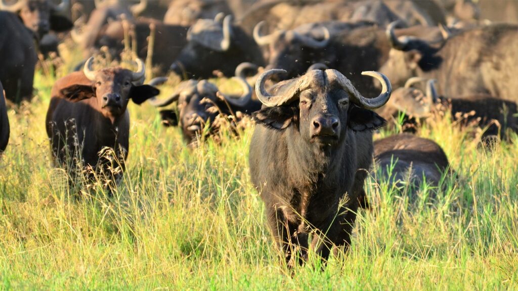 Paysage tanzanie | Safari Radar