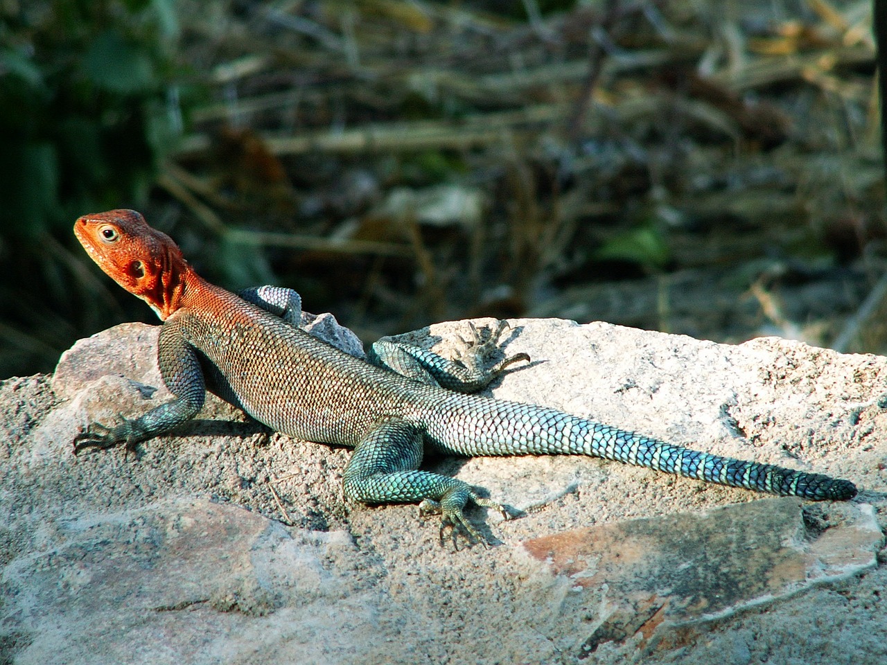 periode safari tanzanie