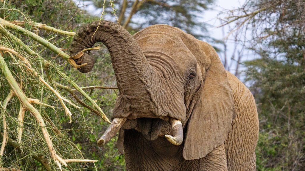 Peut on aller en tanzanie cet ete | Safari Radar
