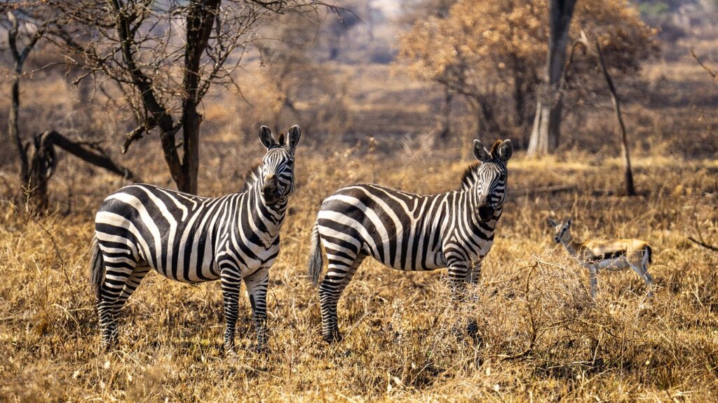 Peut on aller en tanzanie depuis la france | Safari Radar