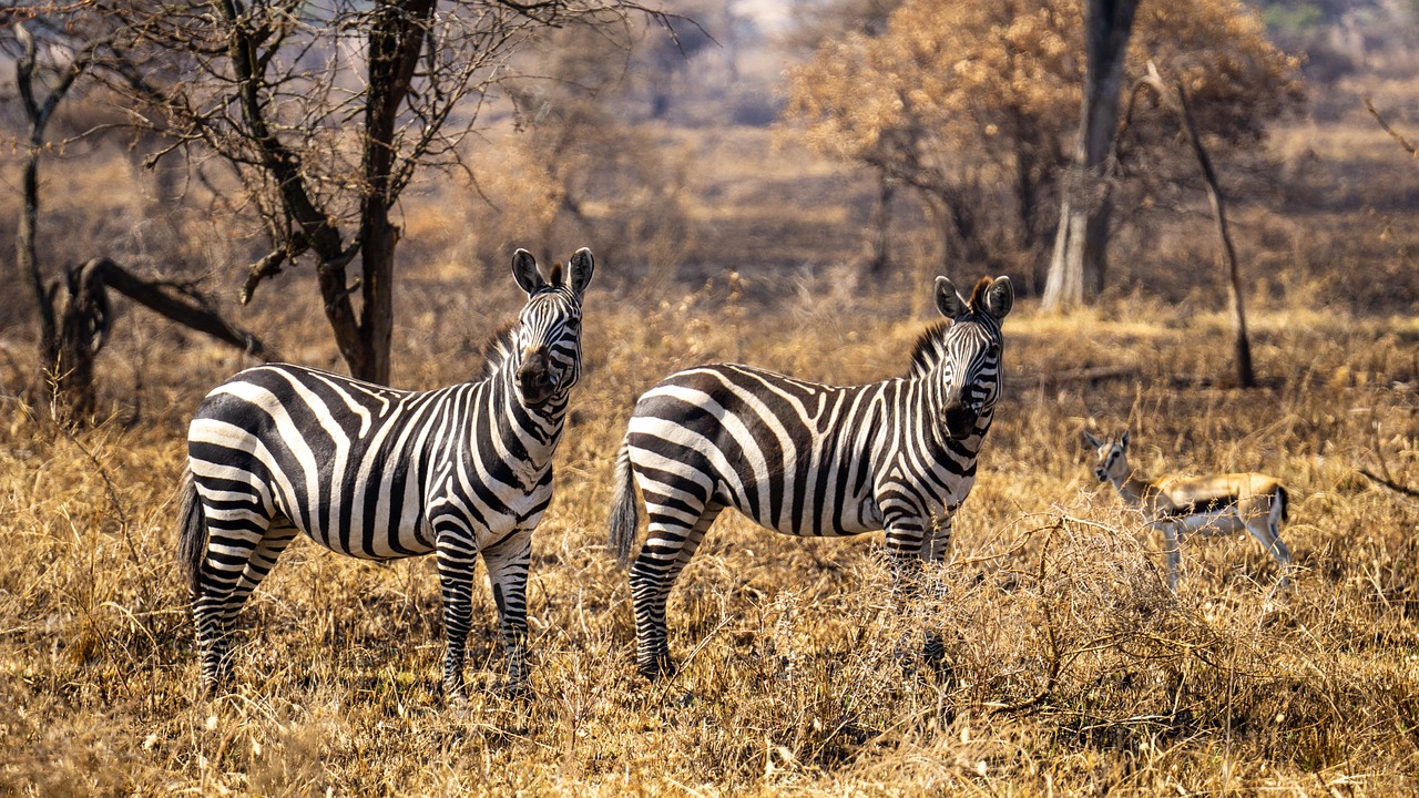 peut on aller en tanzanie depuis la france