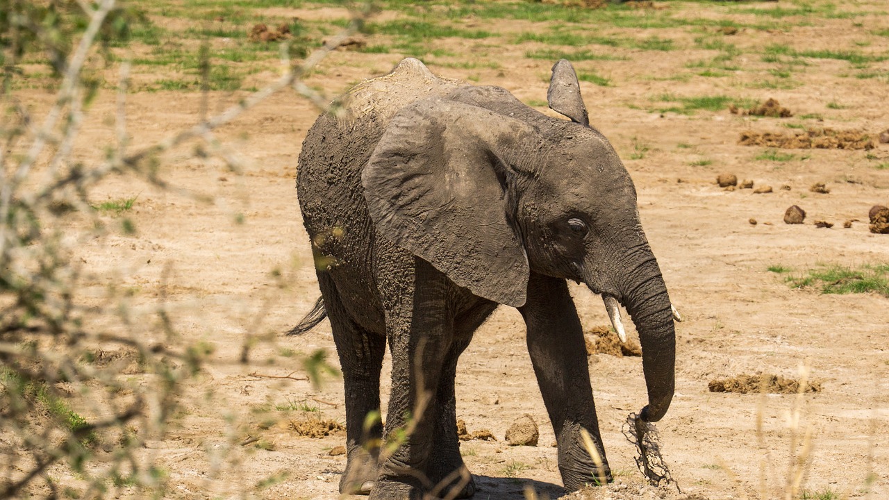 photo safari tanzanie