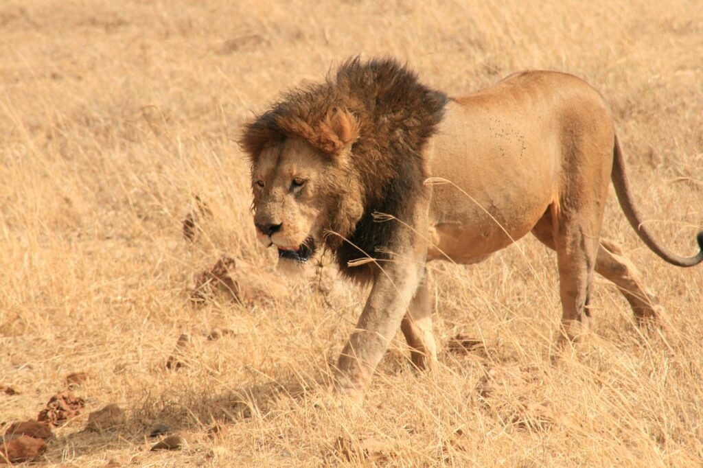Plongée tanzanie | Safari Radar
