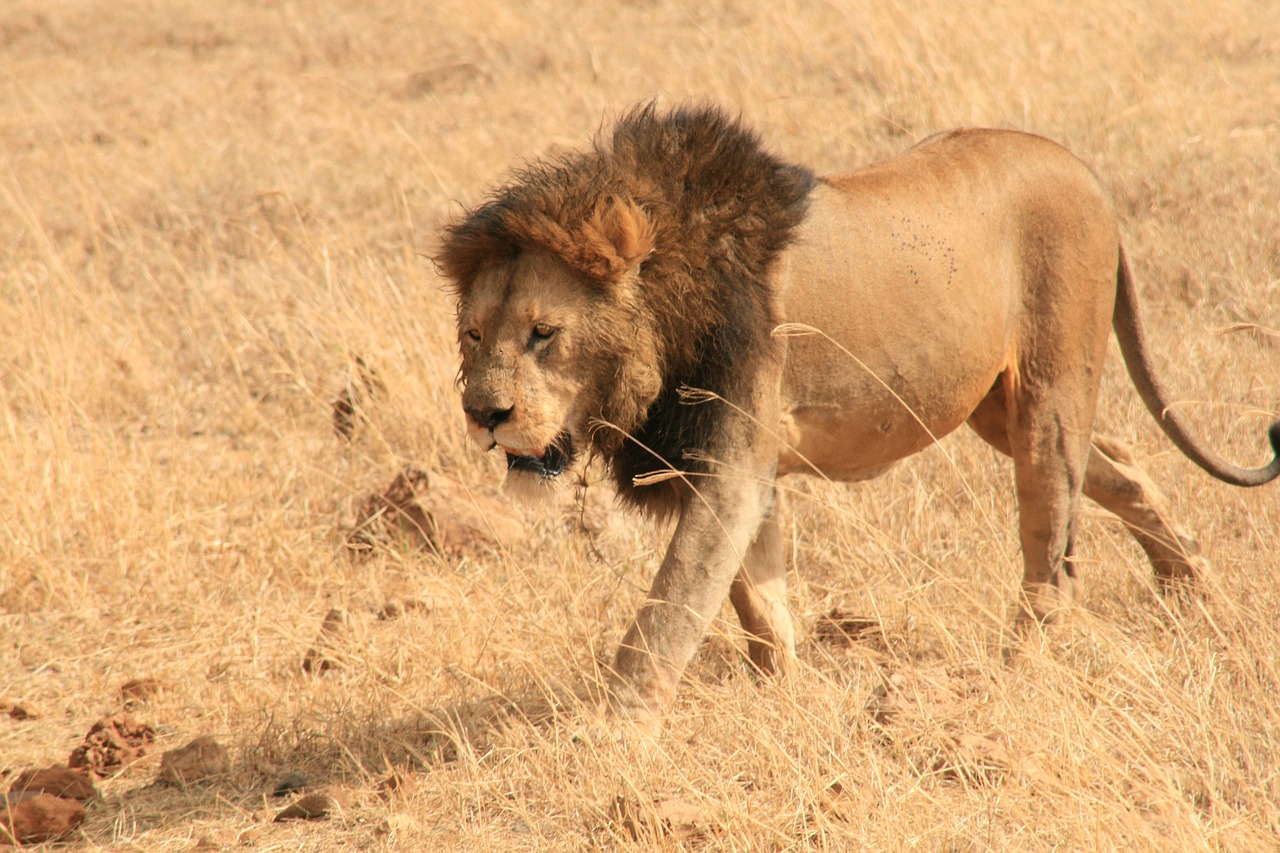 tanzanie voyage leclerc